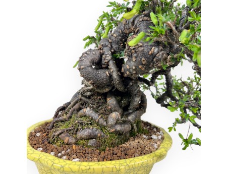 Caragana bonsai van 27 cm | Rond geel pot