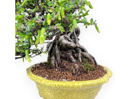 Caragana bonsai van 27 cm | Rond geel pot