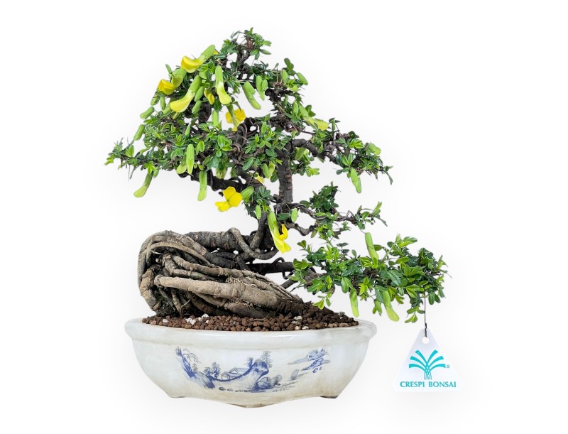 Caragana Bonsai von 26 cm | Wolken verzierter creme Topf