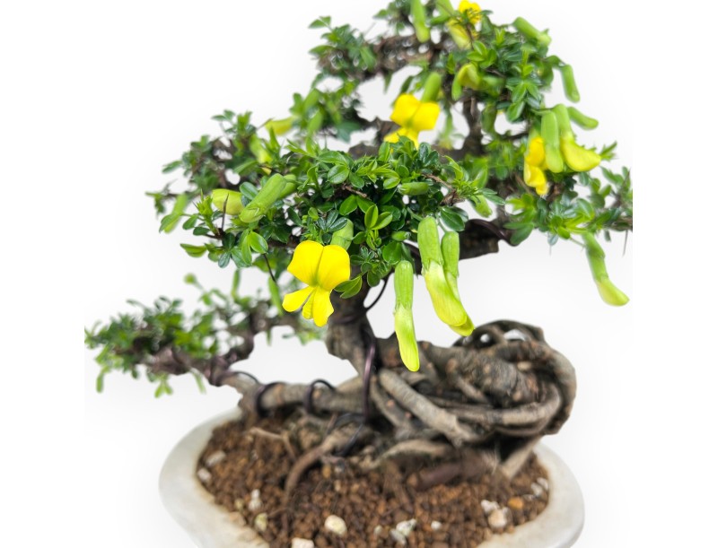 Caragana bonsai de 26 cm | Pot à nuage crème décoré
