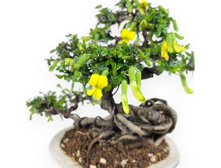 Caragana Bonsai von 26 cm | Wolken verzierter creme Topf