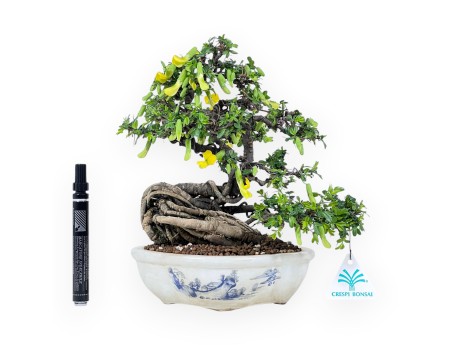 Caragana bonsai de 26 cm | Pot à nuage crème décoré