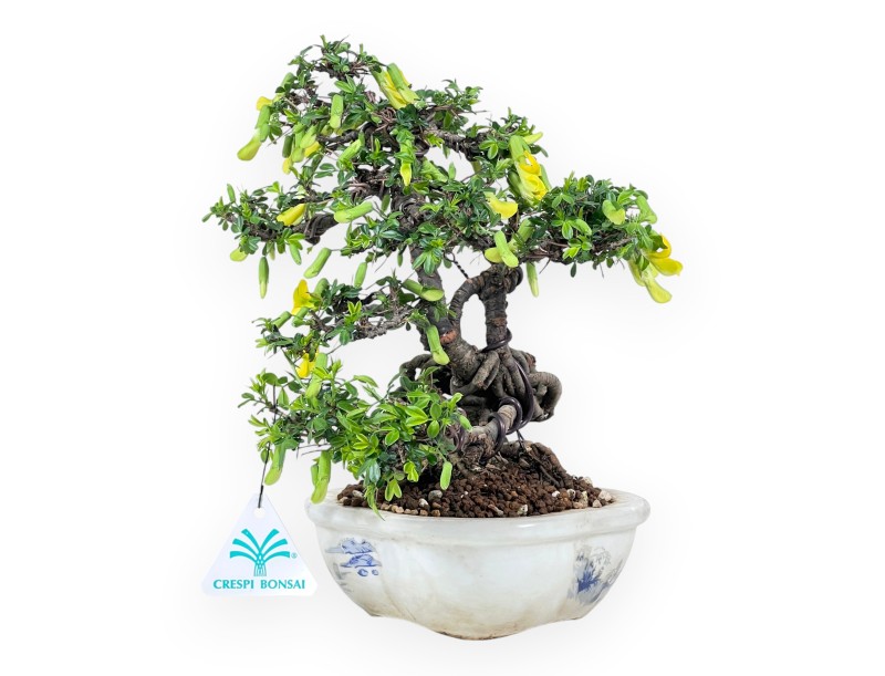 Caragana bonsai de 26 cm | Pot à nuage crème décoré