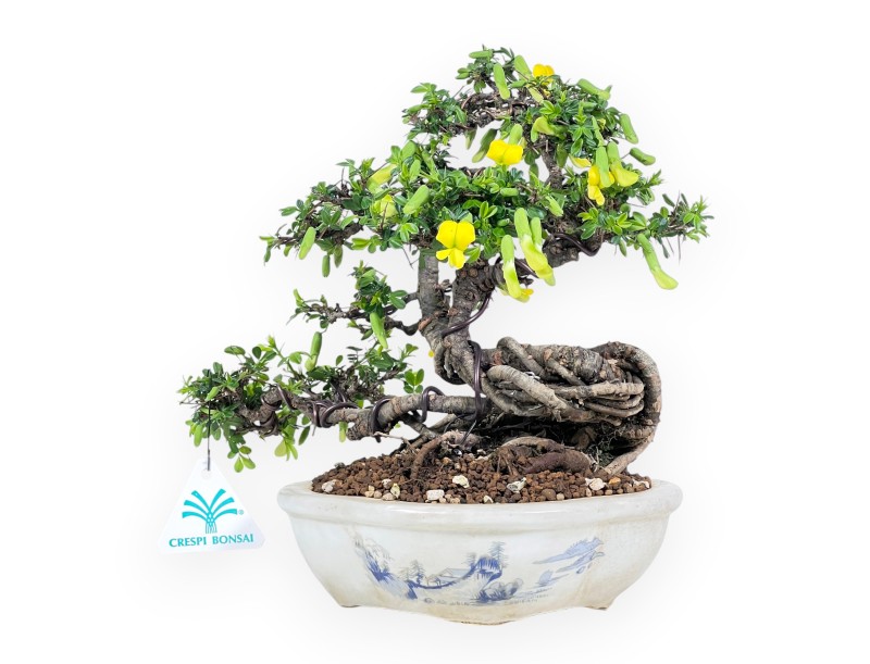Caragana Bonsai von 26 cm | Wolken verzierter creme Topf