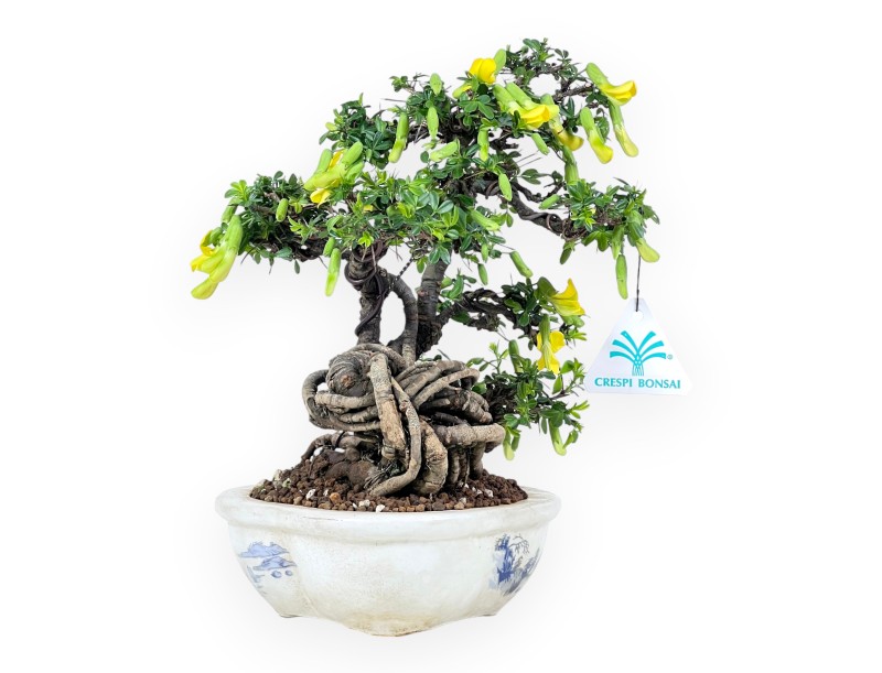 Caragana Bonsai von 26 cm | Wolken verzierter creme Topf