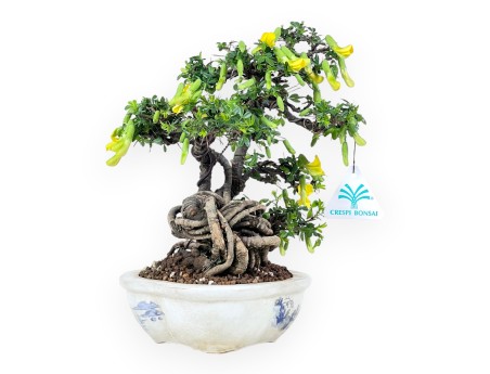Caragana bonsai de 26 cm | Pot à nuage crème décoré
