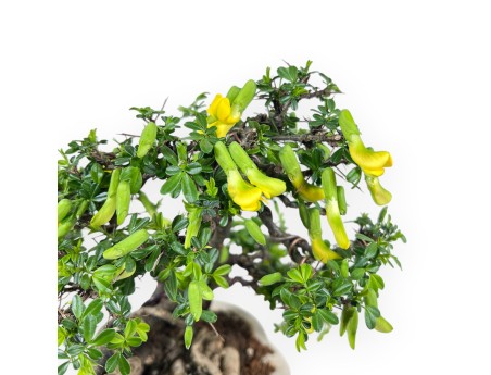 Caragana bonsai de 26 cm | Pot à nuage crème décoré