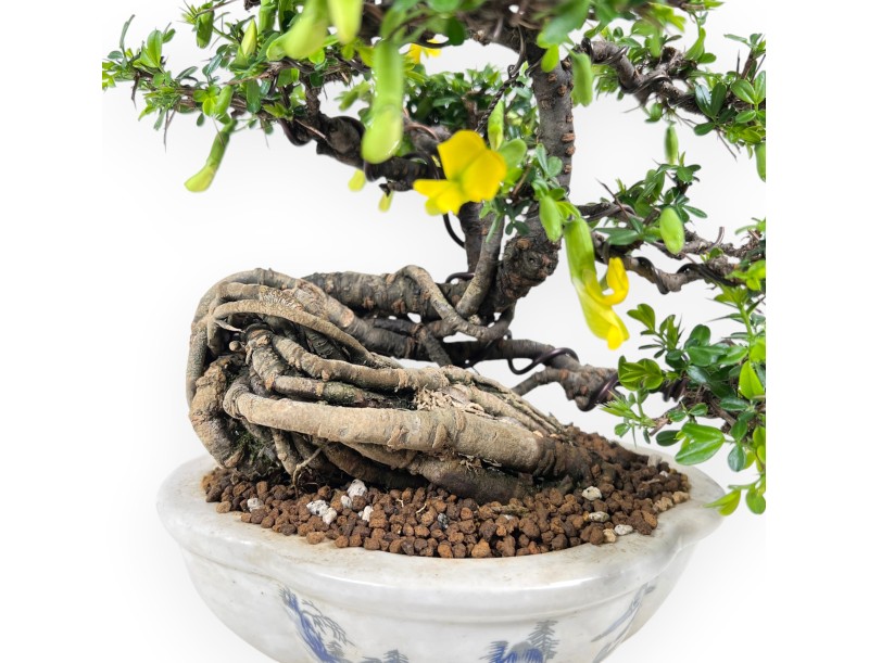 Caragana bonsai de 26 cm | Pot à nuage crème décoré