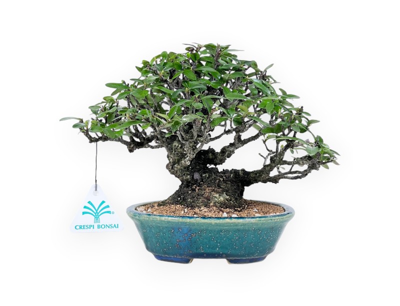 Pyracantha bonsai 19 cm | Maceta oval verde-azul