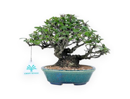 Pyracantha bonsai 19 cm | Maceta oval verde-azul