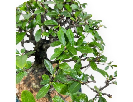 Pyracantha bonsai 19 cm | Maceta oval verde-azul