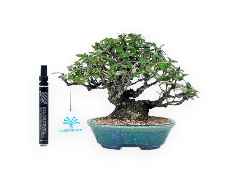 Pyracantha bonsai 19 cm | Maceta oval verde-azul