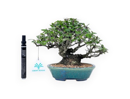 Pyracantha bonsai 19 cm | Maceta oval verde-azul