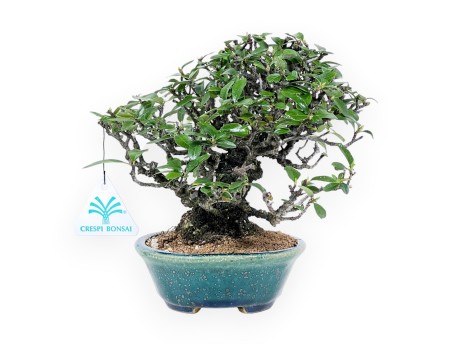 Pyracantha bonsai 19 cm | Maceta oval verde-azul