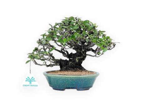 Pyracantha bonsai 19 cm | Maceta oval verde-azul