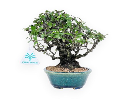 Pyracantha bonsai 19 cm | Maceta oval verde-azul