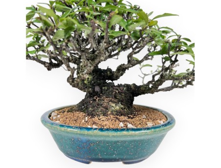 Pyracantha bonsai 19 cm | Maceta oval verde-azul