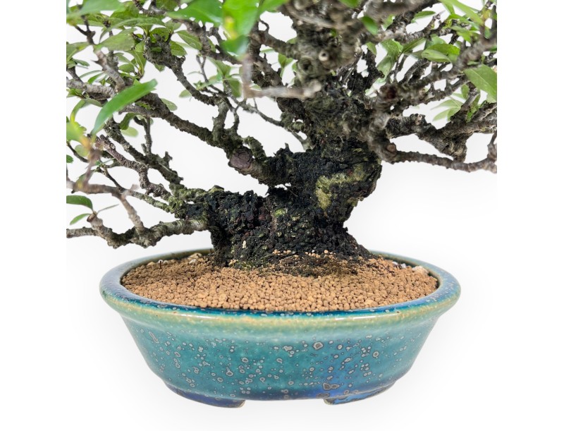 Pyracantha bonsai 19 cm | Maceta oval verde-azul