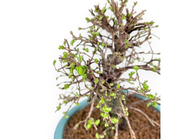Elm bonsai 24 cm | Turquoise-green oval pot 2