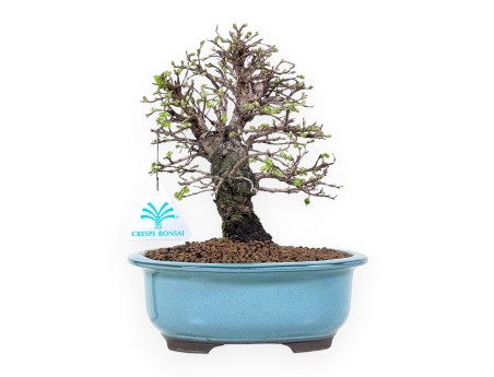 Iep bonsai van 24 cm | Ovaal turquoise-groen pot