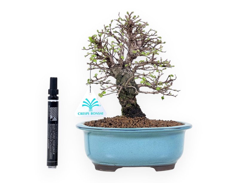 Orme bonsaï de 24 cm | Pot ovale vert-turquoise