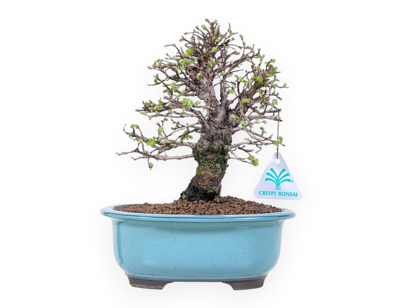 Iep bonsai van 24 cm | Ovaal turquoise-groen pot