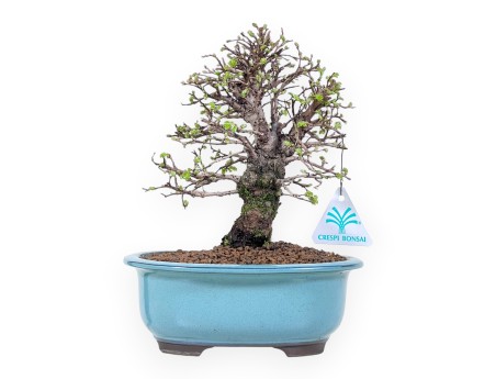 Elm bonsai 24 cm | Turquoise-green oval pot