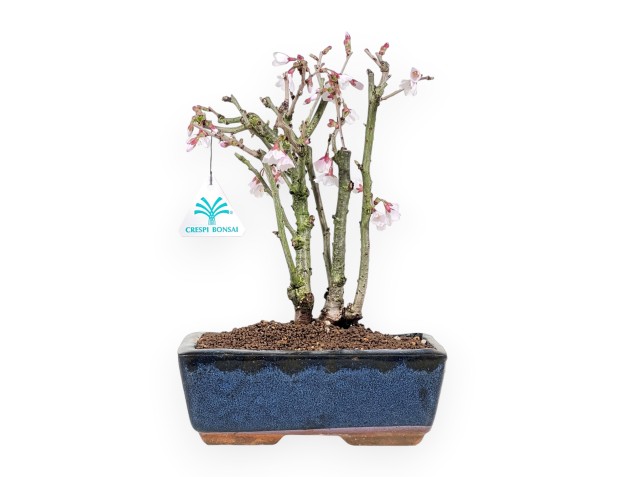 Bonsai di Prunus da 29 cm | Vaso rettangolare blu