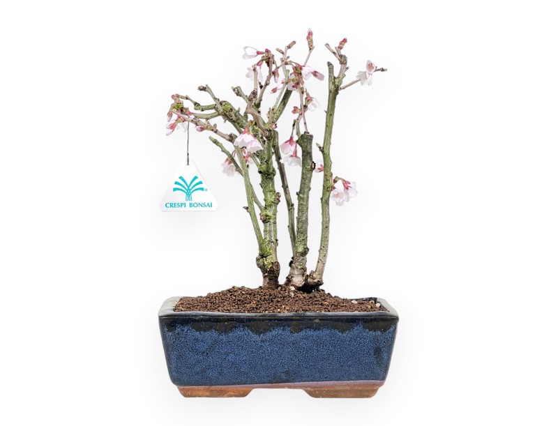 Bonsai di Prunus da 29 cm | Vaso rettangolare blu