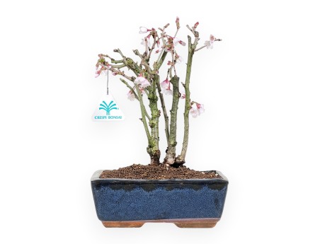 Bonsai di Prunus da 29 cm | Vaso rettangolare blu