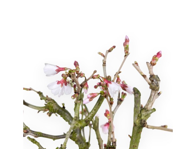 Bonsai di Prunus da 29 cm | Vaso rettangolare blu 2