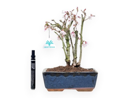 Bonsai di Prunus da 29 cm | Vaso rettangolare blu