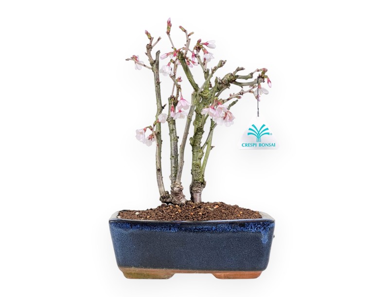 Bonsai di Prunus da 29 cm | Vaso rettangolare blu