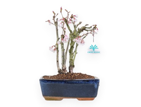 Bonsai di Prunus da 29 cm | Vaso rettangolare blu