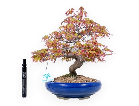 Bonsái de arce de 33 cm | Maceta redonda azul