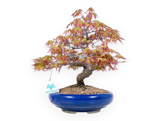 33 cm Ahorn Bonsaibaum | Runder blauer Topf