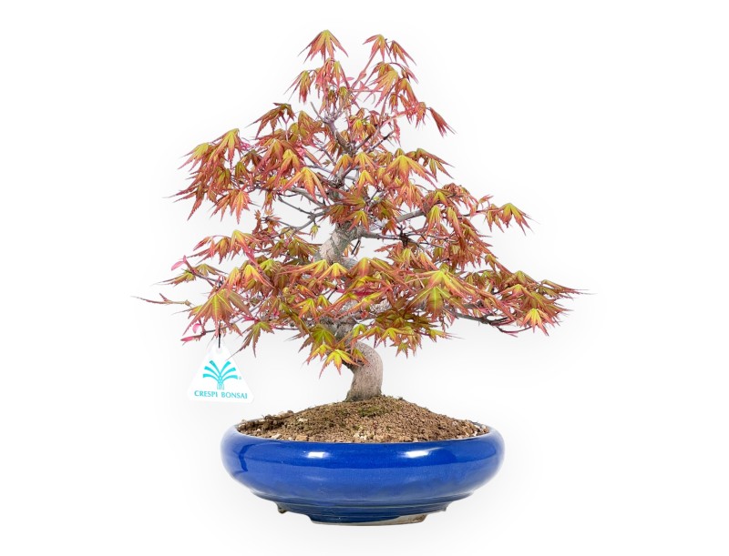 33 cm maple bonsai tree | Round blue pot