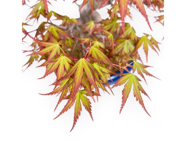 33 cm Ahorn Bonsaibaum | Runder blauer Topf 2