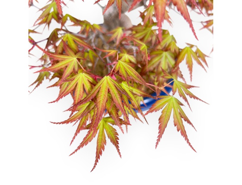 33 cm esdoorn bonsaiboom | Ronde blauwe pot