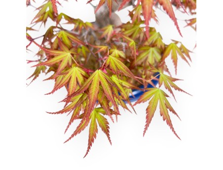 33 cm esdoorn bonsaiboom | Ronde blauwe pot