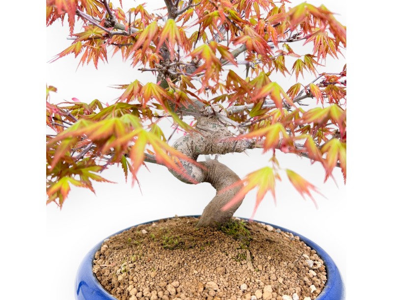 Bonsaï érable 33 cm | Pot rond bleu