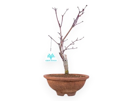 31 cm maple bonsai tree | Round stoneware pot