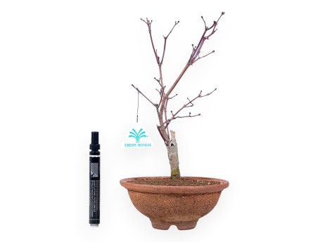 Bonsái de arce de 31 cm | Maceta redonda de gres