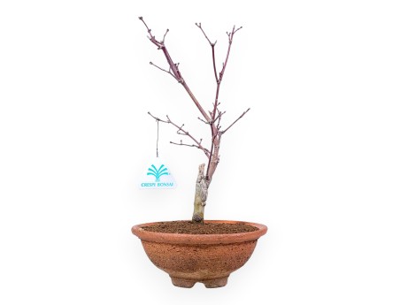 31 cm maple bonsai tree | Round stoneware pot
