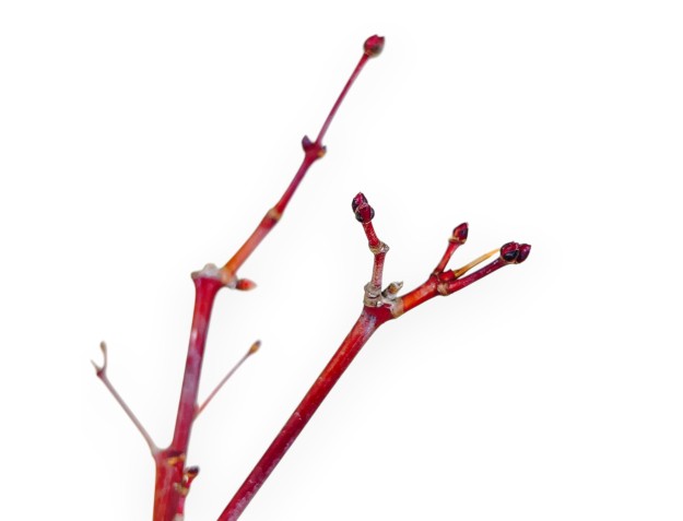 31 cm esdoorn bonsaiboom | Ronde aardewerk pot 2