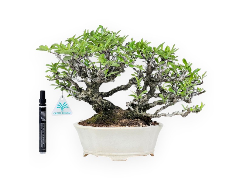 Pyracantha bonsái 27 cm | Maceta nube blanco crema