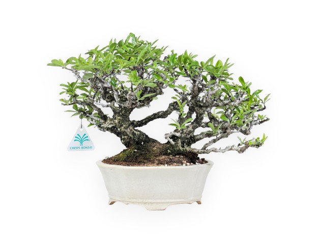 Pyracantha bonsái 27 cm | Maceta nube blanco crema