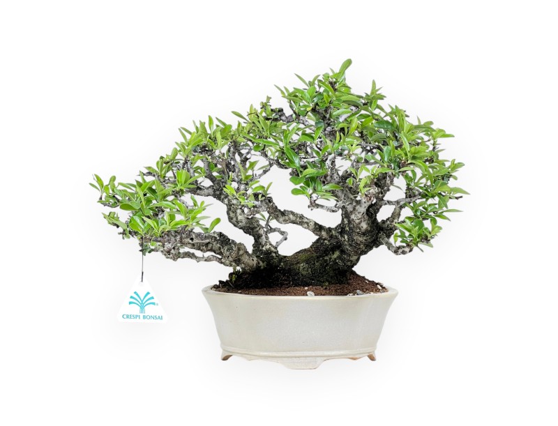 Pyracantha bonsái 27 cm | Maceta nube blanco crema