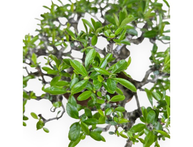 Pyracantha bonsái 27 cm | Maceta nube blanco crema 2