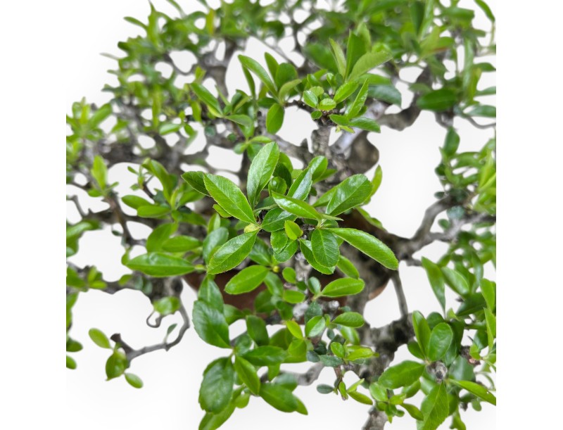 Pyracantha bonsái 27 cm | Maceta nube blanco crema